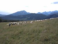 Rusinowa Polana - stádo ovcí s bačou (srpen 2020)