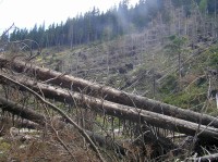 dolní část rezervace - rozsáhlé polomy lesa po vichřici z října 2004