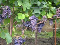 zrající víno na hovoranských vinohradech