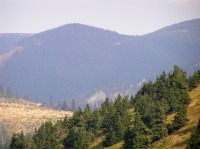 puvodní smrkové porosty kolem horní hranice lesa (jihozápadní úbočí Jeleního hřbetu nad Jelením dolem)