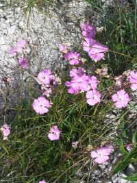 hvozdík lesklý (Dianthus nitidus)