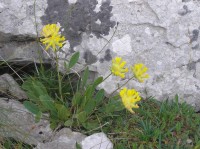 úbočník bolhoj alpínský (Anthyllis vulneraria - alpestris)