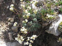 lomikámen sivý (Saxifraga caesia)