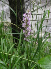 pětiprstka žežulník (Gymnadenia conopsea)