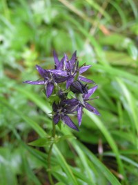 Kropenáč vytrvalý (Swertia perenis)