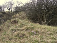 U Strejčkova lomu - porosty koniklece (Pulsatilla grandis)(duben 2011)