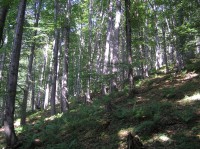 PR Valach - starý bukový les