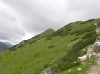 Kodracký Suchý vrch - pohled k vrcholu ze stoupaní ze sedla Hladký priechod (červen 2010). 