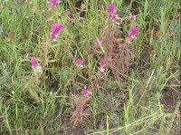 rostlinstvo vřesoviště: purpurové  květy Černýše rolního- Melampyrum arvence