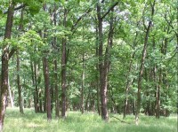 lesostepní dubová společenstva nad Šobesem