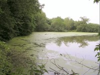 břehy rybníka