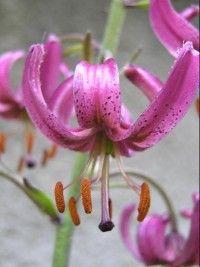 Lilie zlatohlávek (lilium martagon) - detail květu