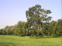 solitérní stromy mezi tůní a Starou Odrou