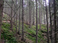 suťové lesy v Divokém dole