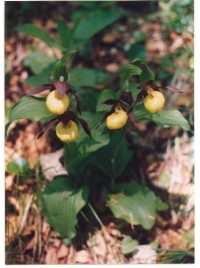 Střevíčník pantoflíček - Cypripedium calceolus: velmi vzácná orchidej