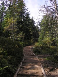 Babiogórski Park Narodowy - smrkový stupeň pod Sokolicou (září 2012)