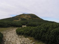 Babiogórski Park Narodowy - klečový porost pod sukem Kepa (září 2012)