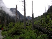 Dolina Roztoki - suchý les v dolní části doliny (červen 2013)