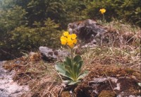 Prvosenka aurikule - Primula auricula: Nazývaná taky "Medvědí ouško". Nalezneme ji v horském, subalpínském a alpínském stupni slovenských Karpat.