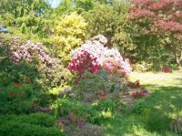 Arboretum Nový Dvůr: Kvetoucí pěnišníky