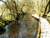 Wildgarten - cesta po břehu potoka