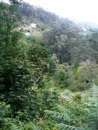 Levada da Serra da Faial