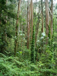 Levada da Serra da Faial