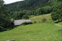 Pastvinama s rakouskýma kravičkama