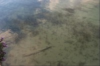 Průzračně čistá voda u břehu