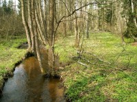 Kosí potok protéká nedaleko pramene