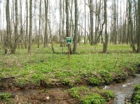 Porosty na břehu Kosího potoka u pramene