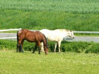 Fandové jízdy na koni se zde mohou projet