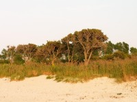 Stromy na kraji pláže