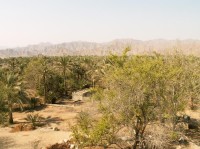 Hajjarské hory na pozadí za palmovou oaázou