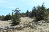 Růženčina zahrádka
