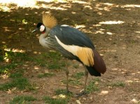 ZOO - ibis