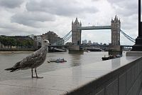 zvedací most "Tower Bridge" v Londýně