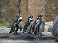 další tučňáčci