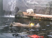 hrající si lední medvědi