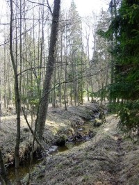 Hradecké lesy - Stříbrný potok