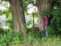 Co zůstalo z Hraniček - stoleté stromy
