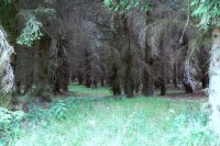 Strašidelný les za Broumovem