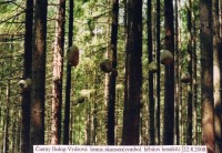 Čierny Balog-symbolic.hřbitov lesníků