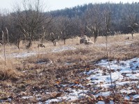 Ovce na pasece v lese nad Předklášteřím