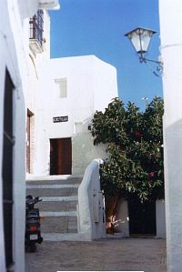 Kam se vejde strom,tam ho zasadí, Vejer de la Frontera