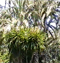 Palmová zahrada v Elche