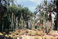 Elche, Palmová zahrada, Španělsko, srpen 1997