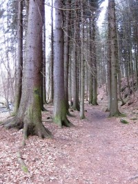 Kraj lesa v zadní části