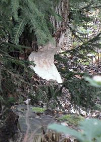 Strom ohlodaný bobry