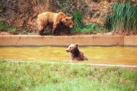 Medvědí koupel